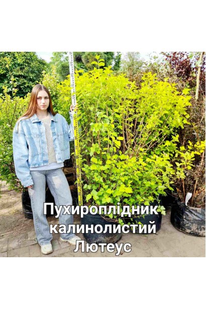 Пухироплiдник калинолистий Лютеус - конт60л/вис.140-160см/Ø120-150см